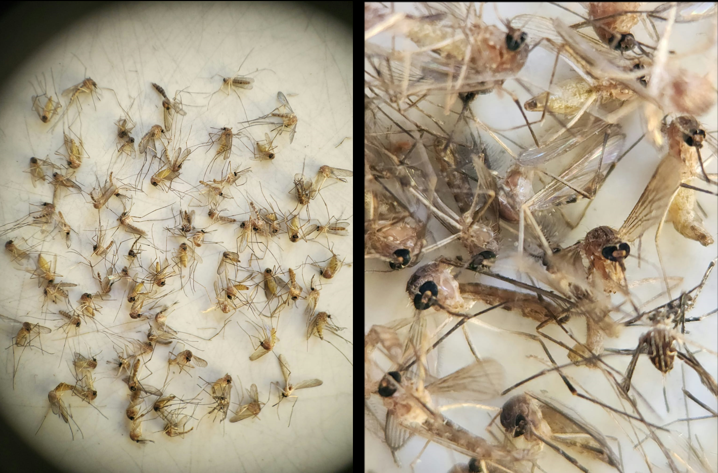 Proof of efficacy - One night of TRAPPi shows excellent mosquito catch